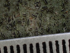 Graphis cleistoblephara