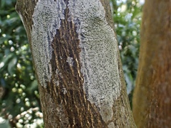 Graphis cleistoblephara