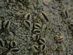 Graphis cleistoblephara