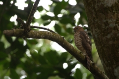 Accipiter francesiae brutus