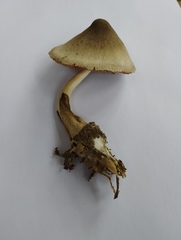 Volvariella volvacea