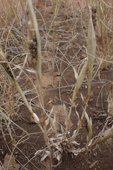 Tragus berteronianus