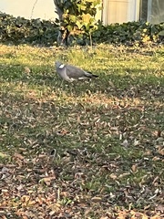 Columba palumbus