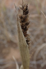 Tragus berteronianus