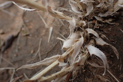 Tragus berteronianus