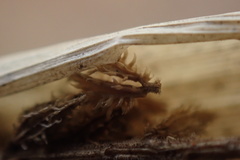 Tragus berteronianus