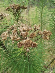 Cassinia leptocephala
