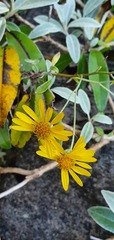Brachyglottis laxifolia