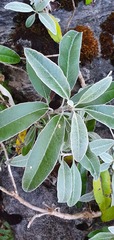 Brachyglottis laxifolia