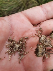 Cassinia leptocephala