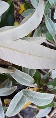 Brachyglottis laxifolia