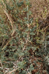 Asparagus glaucus