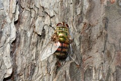 Chrysorutilia