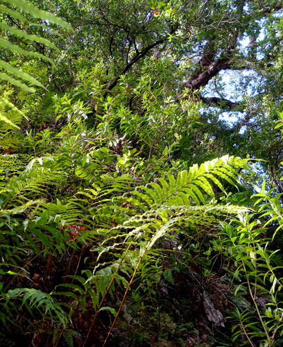 Kermadec Koromiko (Veronica breviracemosa)