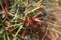 Cyperus usitatus