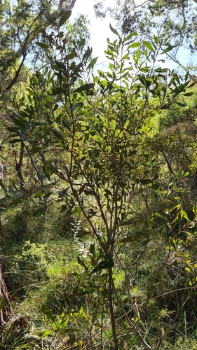 Image of Hakea dactyloides by (c) Petra Holland, some rights reserved (CC BY)