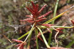 Cyperus usitatus