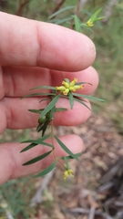 Pimelea neoanglica