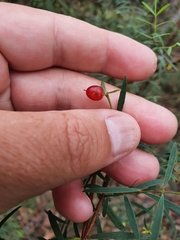 Pimelea neoanglica