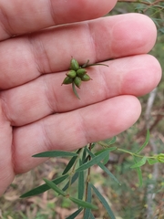 Pimelea neoanglica