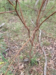 Pimelea neoanglica