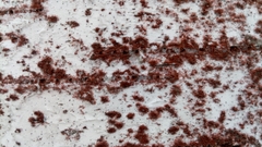 Trentepohlia umbrina