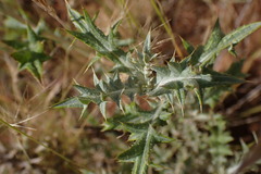 Berkheya annectens