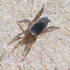 Liocranidae