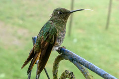 Boissonneaua flavescens