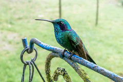Colibri cyanotus