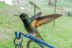 Boissonneaua flavescens