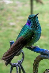 Colibri cyanotus