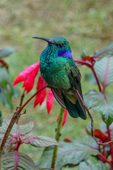 Colibri cyanotus