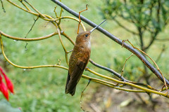 Trochilidae