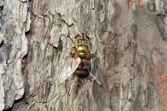 Chrysorutilia