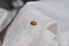 Paropsisterna debilis