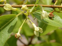 Gymnanthera oblonga
