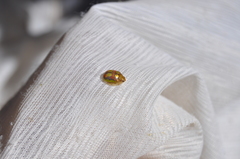 Paropsisterna debilis