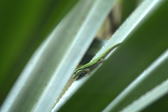 Phelsuma nigristriata