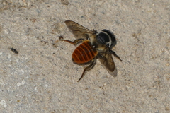 Megachile impressa