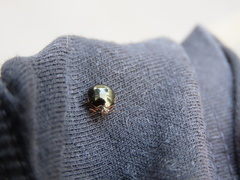 Brachyplatys subaeneus