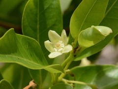 Gymnanthera oblonga