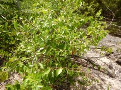 Gymnanthera oblonga