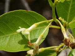 Gymnanthera oblonga