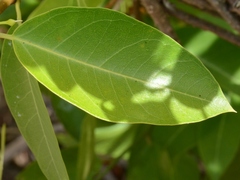 Gymnanthera oblonga