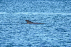 Tursiops truncatus ponticus
