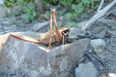 Pholidoptera pustulipes