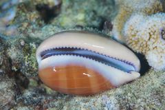 Lyncina