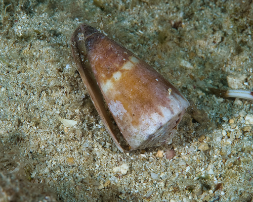 Conus lithoglyphus observed 2022-03-06
