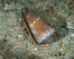 Conus litoglyphus